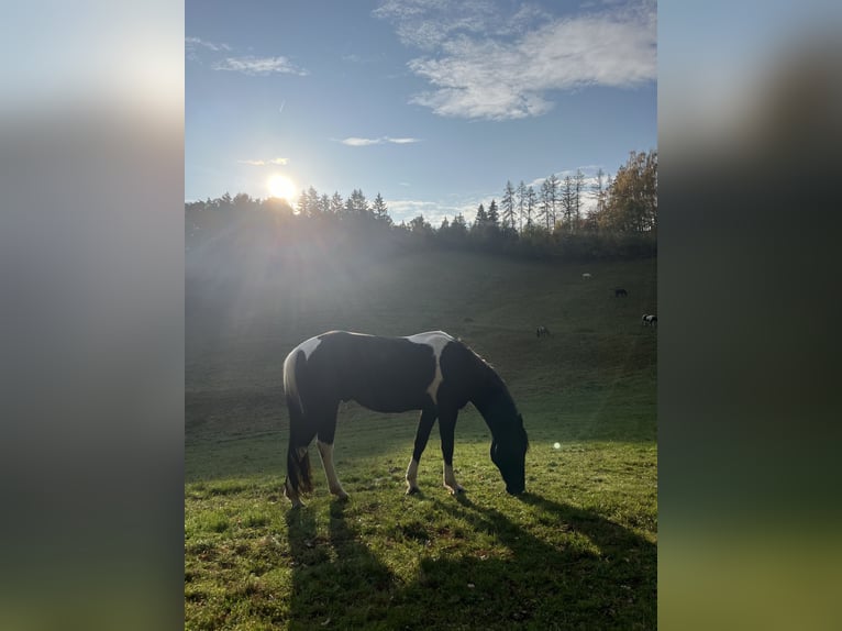 Irish Sport Horse Mix Gelding 11 years 15,1 hh Pinto in Lanškroun