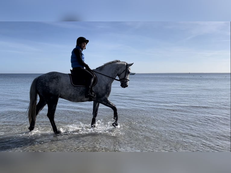 Irish Sport Horse Gelding 11 years 16.2 hh Grey-Dapple in Asendorf