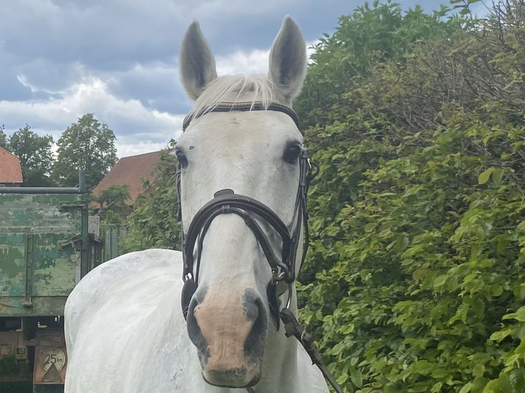 Irish Sport Horse Gelding 11 years 16 hh Gray in Elze Esbeck
