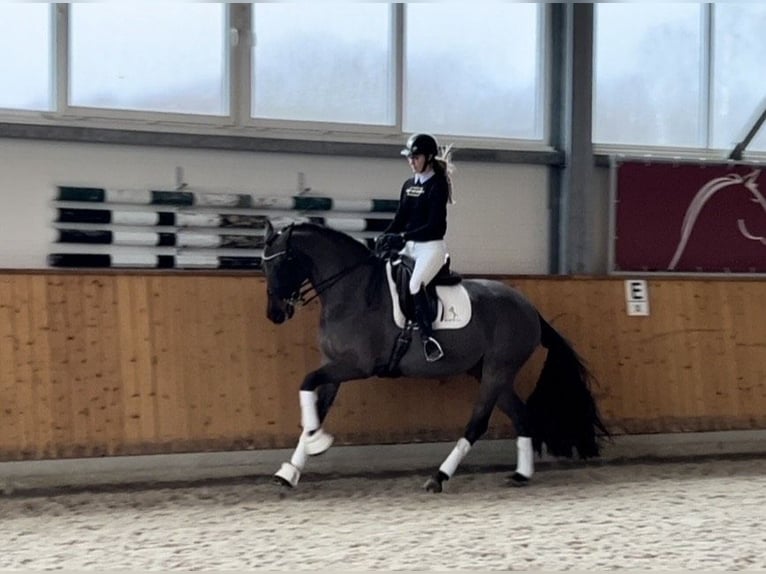 Irish Sport Horse Gelding 11 years 16,2 hh Bay-Dark in Kaunas
