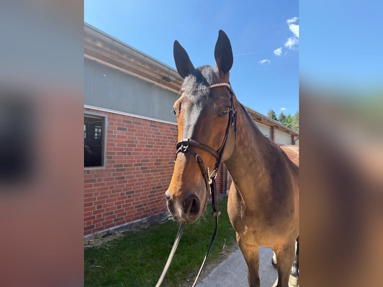 Irish Sport Horse Gelding 11 years 16,2 hh Bay-Dark in Vechta