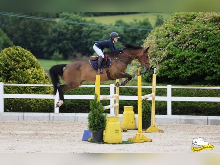 Irish Sport Horse Gelding 11 years 16,2 hh Bay-Dark in Vechta