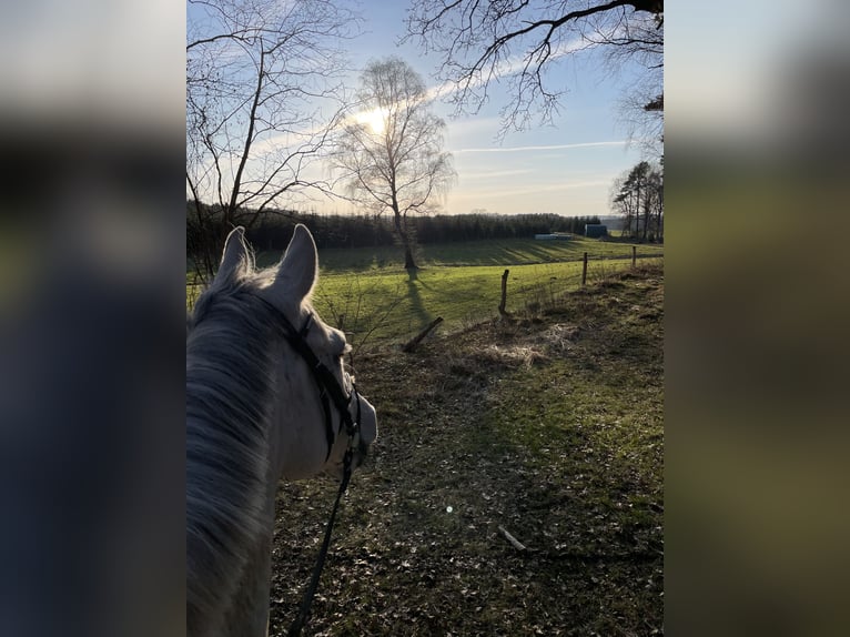 Irish Sport Horse Gelding 11 years 16,2 hh Grey-Dapple in Asendorf