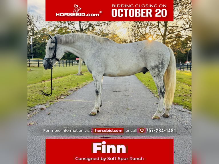 Irish Sport Horse Gelding 11 years 16,2 hh Grey in Edenton