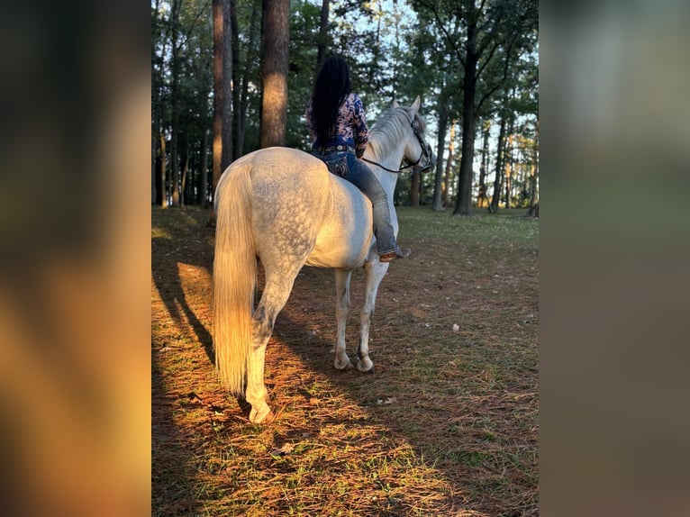 Irish Sport Horse Gelding 11 years 16,2 hh Grey in Edenton