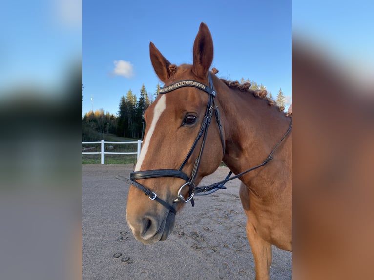 Irish Sport Horse Gelding 11 years 17 hh Chestnut in Ljusdal