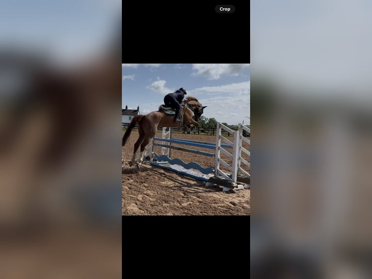 Irish Sport Horse Gelding 11 years 17 hh Chestnut in Templepatrick