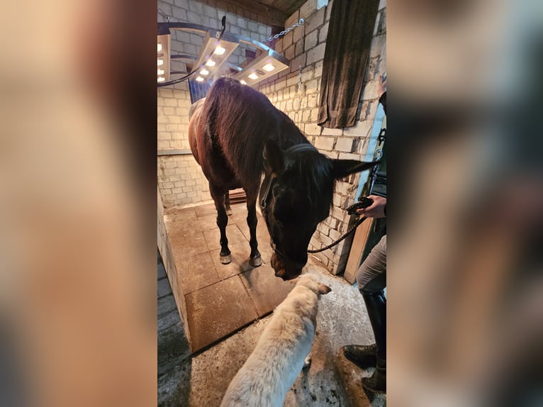 Irish Sport Horse Gelding 11 years 17,1 hh Bay-Dark in Sulingen