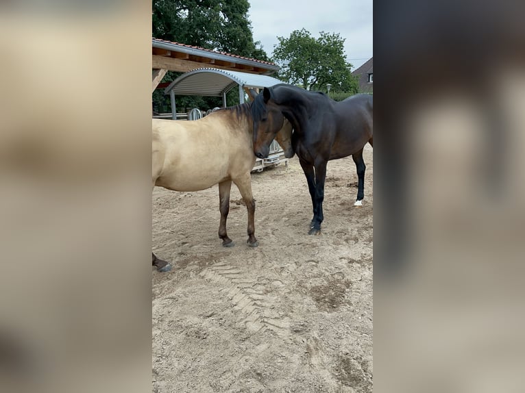 Irish Sport Horse Gelding 11 years 17,1 hh Bay-Dark in Sulingen