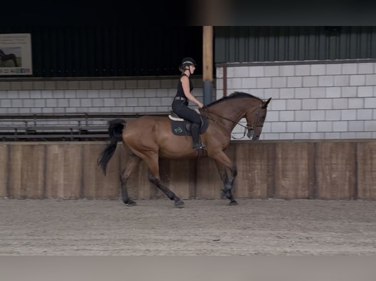 Irish Sport Horse Gelding 11 years 18 hh Brown in Oud Gastel