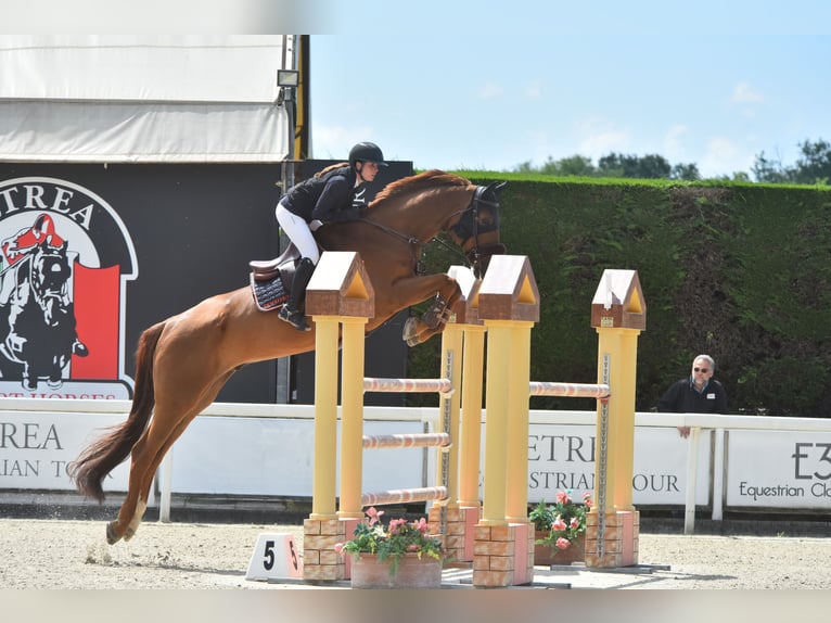 Irish Sport Horse Gelding 11 years 18 hh Chestnut-Red in Villach Landskron