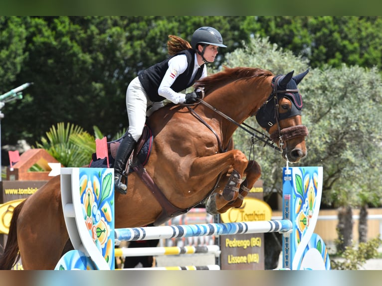 Irish Sport Horse Gelding 11 years 18 hh Chestnut-Red in Villach Landskron