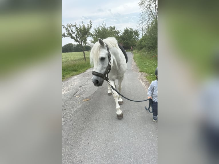 Irish Sport Horse Mix Gelding 12 years 13.1 hh Grey in Münster
