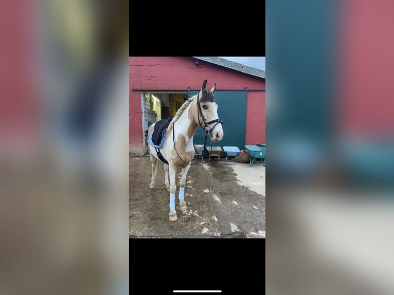 Irish Sport Horse Gelding 12 years 14,1 hh Pinto in Langenfeld