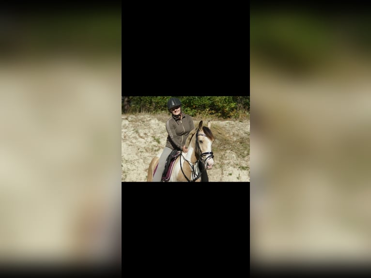 Irish Sport Horse Gelding 12 years 14,1 hh Pinto in Langenfeld