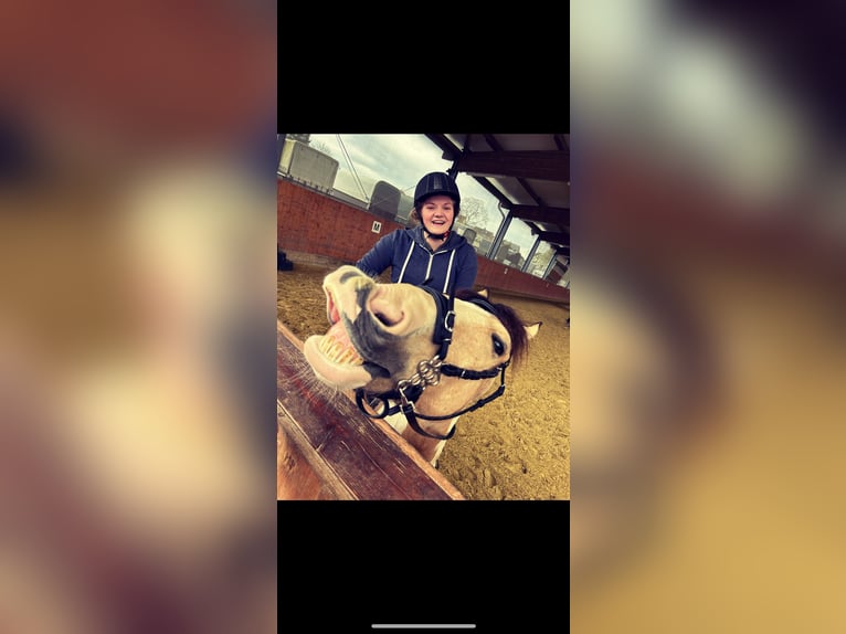 Irish Sport Horse Gelding 12 years 14,1 hh Pinto in Langenfeld