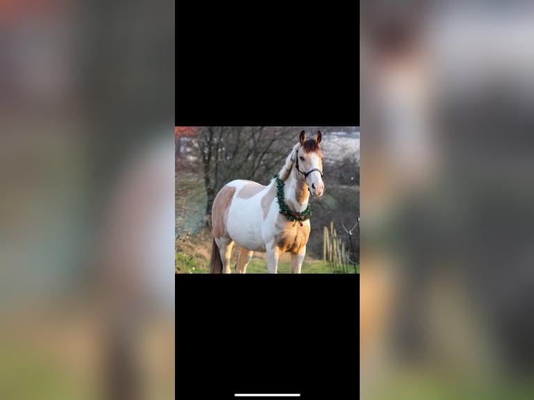 Irish Sport Horse Gelding 12 years 14,1 hh Pinto in Langenfeld