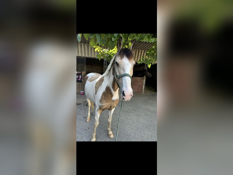 Irish Sport Horse Gelding 12 years 14,1 hh Pinto in Langenfeld