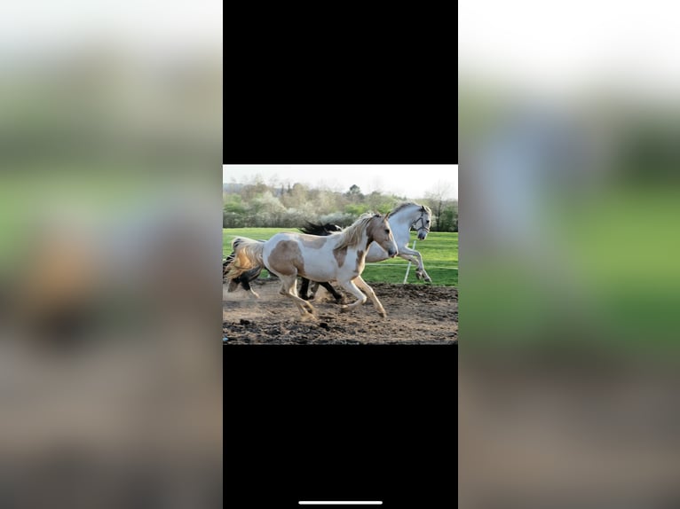 Irish Sport Horse Gelding 12 years 14,1 hh Pinto in Langenfeld
