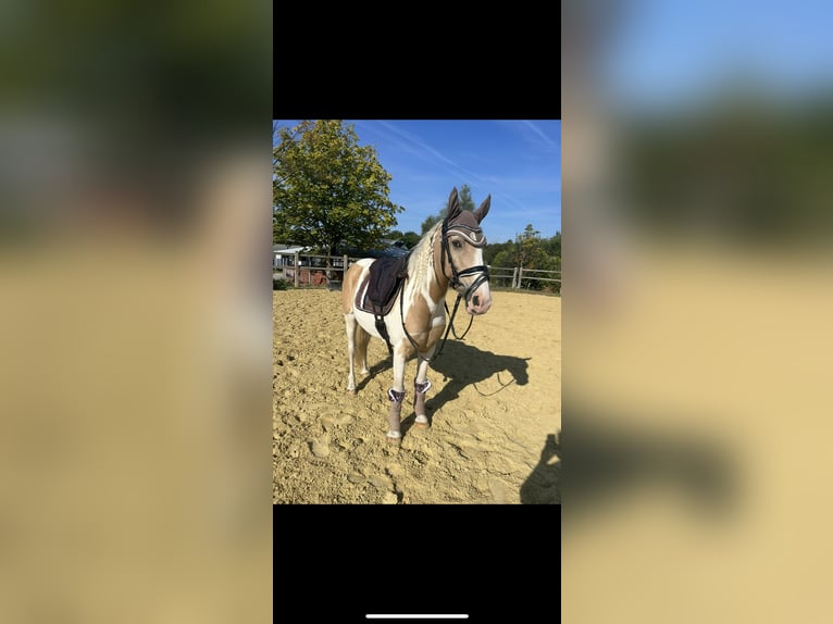 Irish Sport Horse Gelding 12 years 14,1 hh Pinto in Langenfeld