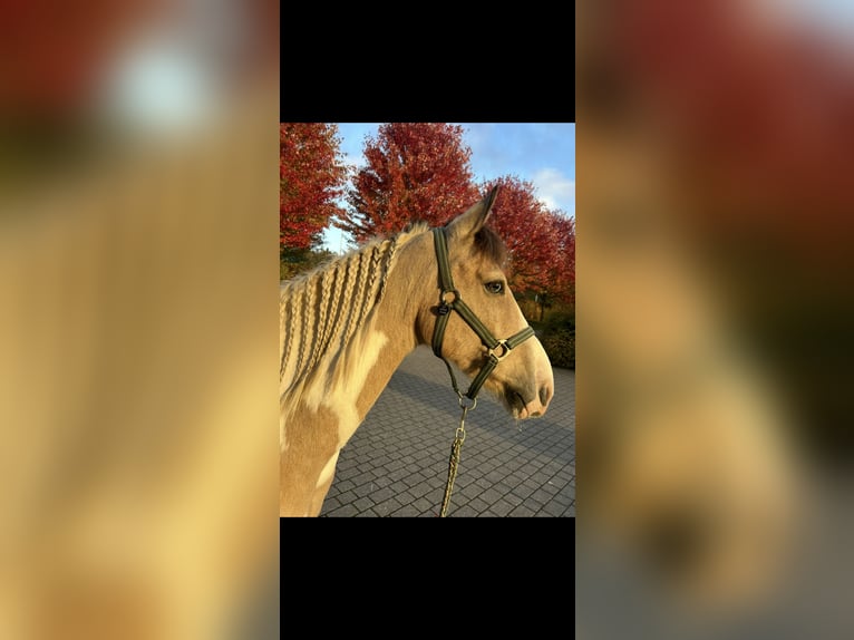 Irish Sport Horse Gelding 12 years 14,1 hh Pinto in Langenfeld