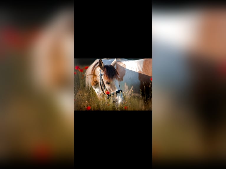 Irish Sport Horse Gelding 12 years 14,1 hh Pinto in Langenfeld