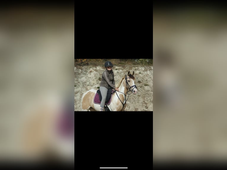 Irish Sport Horse Gelding 12 years 14,1 hh Pinto in Langenfeld