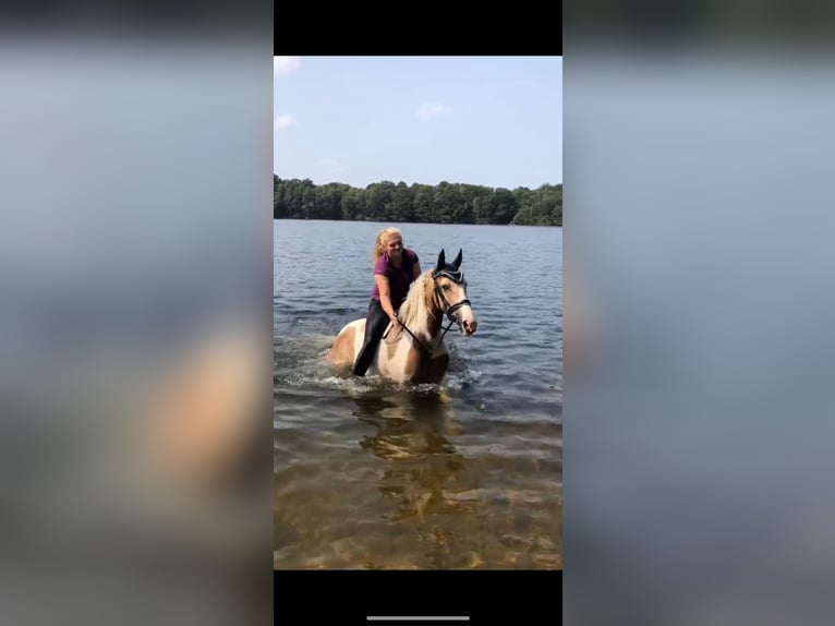 Irish Sport Horse Gelding 12 years 14,1 hh Pinto in Langenfeld