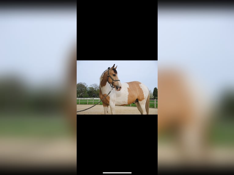 Irish Sport Horse Gelding 12 years 14,1 hh Pinto in Langenfeld