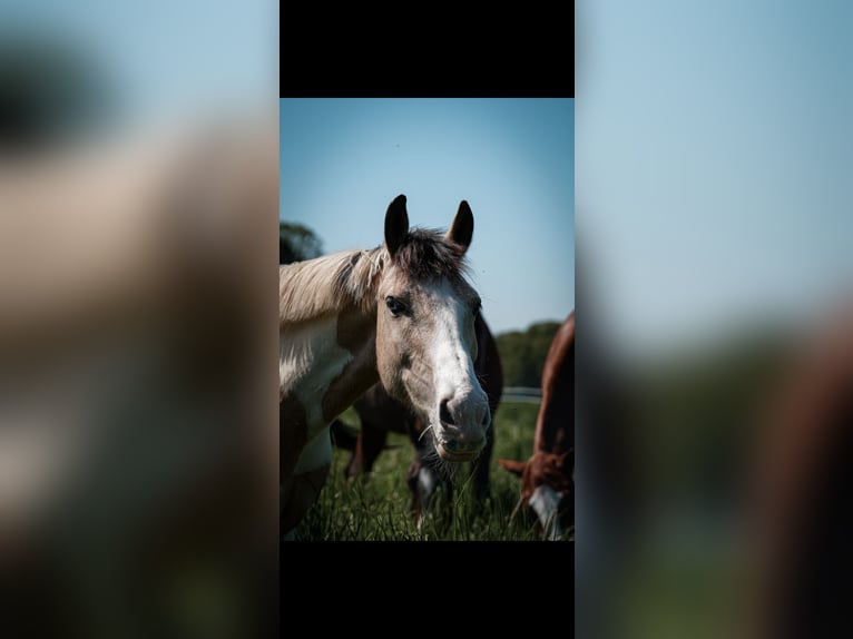 Irish Sport Horse Gelding 12 years 14,1 hh Pinto in Langenfeld