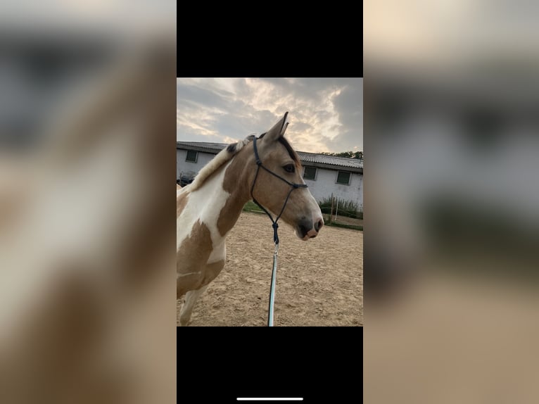 Irish Sport Horse Gelding 12 years 14,1 hh Pinto in Langenfeld