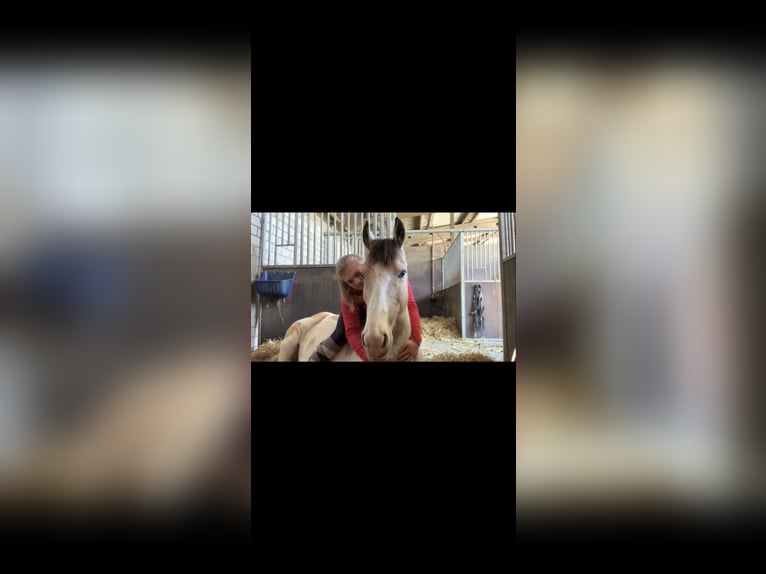 Irish Sport Horse Gelding 12 years 14,1 hh Pinto in Langenfeld