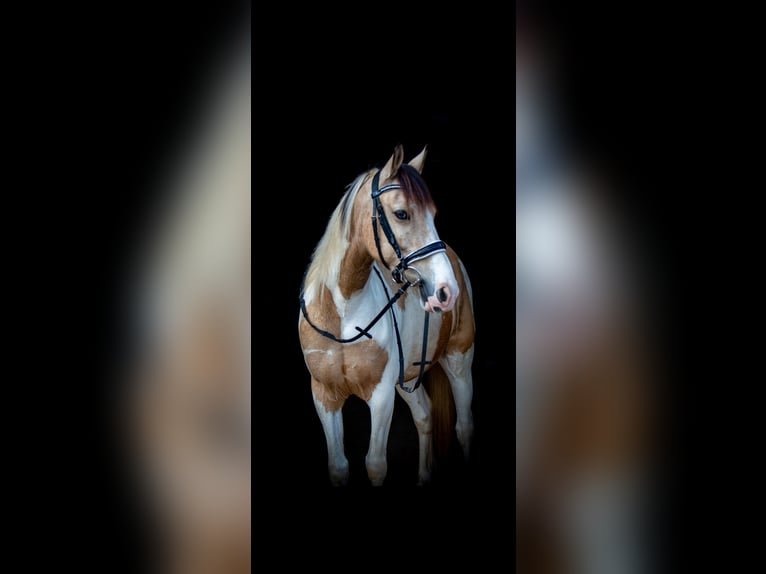 Irish Sport Horse Gelding 12 years 14,1 hh Pinto in Langenfeld