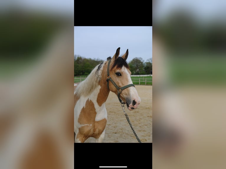 Irish Sport Horse Gelding 12 years 14,1 hh Pinto in Langenfeld