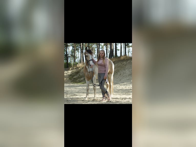 Irish Sport Horse Gelding 12 years 14,1 hh Pinto in Langenfeld