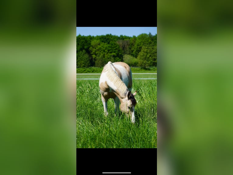 Irish Sport Horse Gelding 12 years 14,1 hh Pinto in Langenfeld