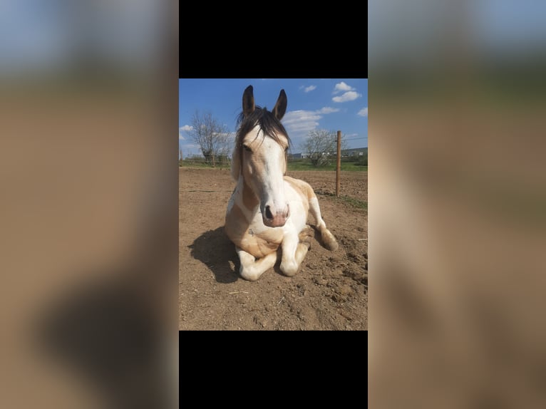 Irish Sport Horse Gelding 12 years 14,1 hh Pinto in Langenfeld