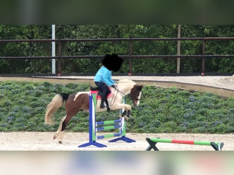 Irish Sport Horse Gelding 12 years 14,3 hh Pinto in Pulheim