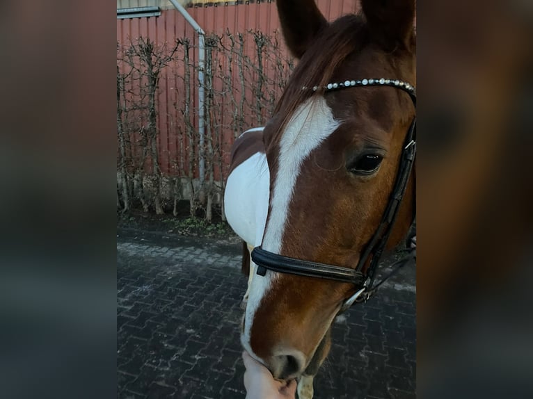 Irish Sport Horse Gelding 12 years 15,2 hh Pinto in Tönisvorst