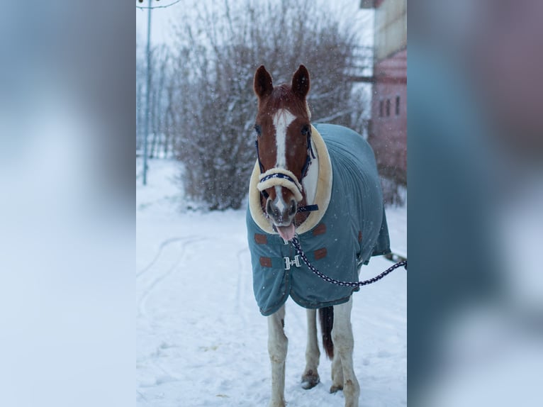 Irish Sport Horse Gelding 12 years 15,2 hh Pinto in Tönisvorst