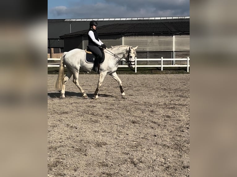 Irish Sport Horse Gelding 12 years 16,2 hh White in Heppen