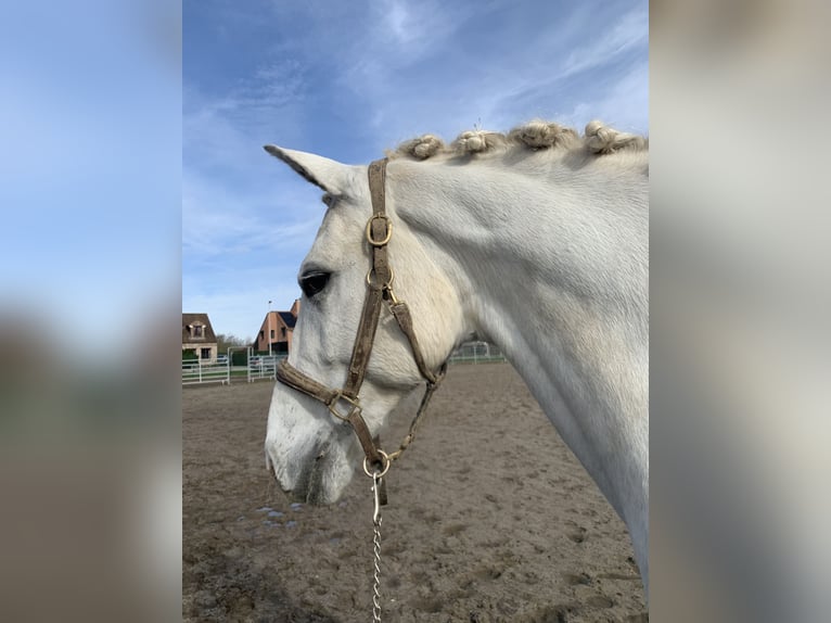 Irish Sport Horse Gelding 12 years 16,2 hh White in Heppen