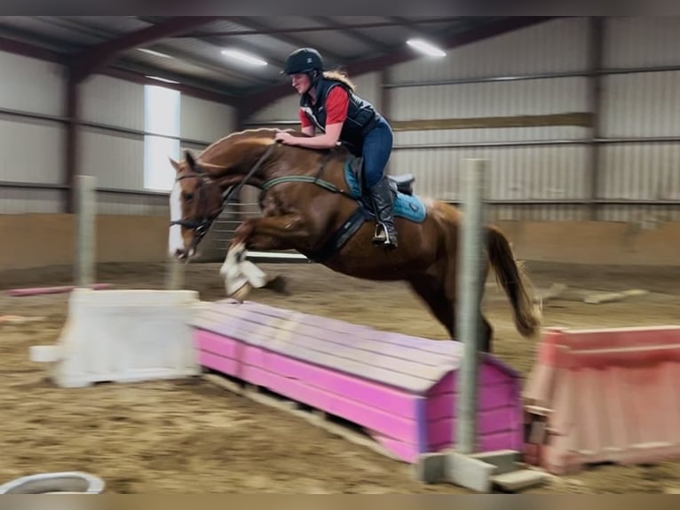 Irish Sport Horse Gelding 12 years 16,1 hh Chestnut in Sligo