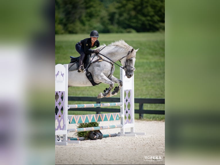 Irish Sport Horse Gelding 12 years 16,2 hh Grey in Edenton
