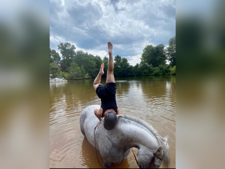 Irish Sport Horse Gelding 12 years 16,2 hh Grey in Edenton