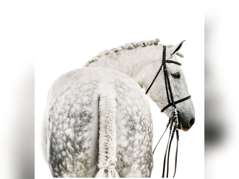 Irish Sport Horse Gelding 12 years 16,2 hh Grey in Edenton