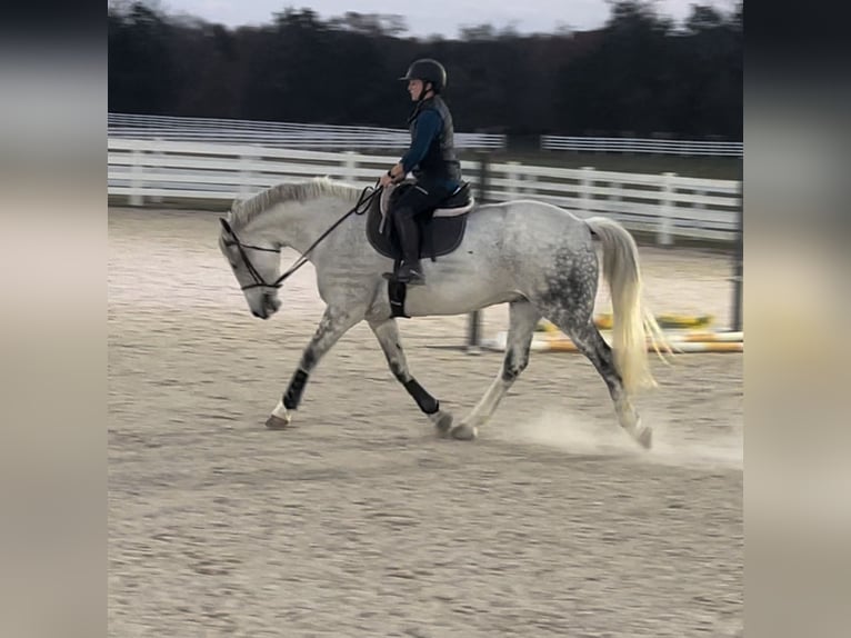 Irish Sport Horse Gelding 12 years 16,2 hh Grey in Edenton