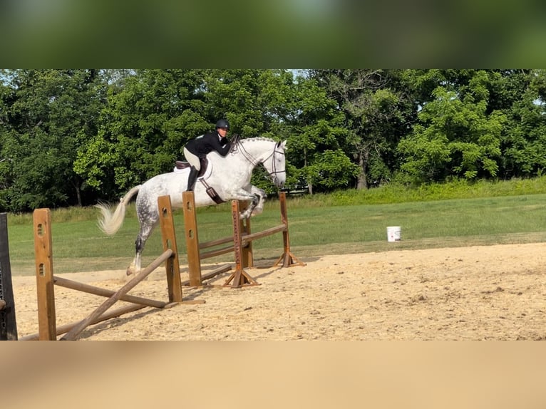 Irish Sport Horse Gelding 12 years 16,2 hh Grey in Edenton