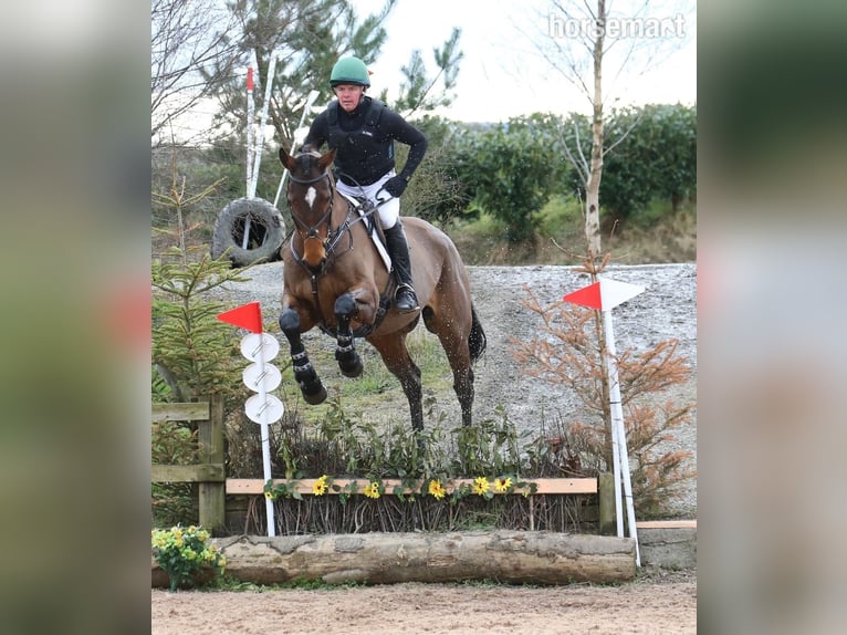 Irish Sport Horse Gelding 12 years 17,1 hh Bay in Castlewellen