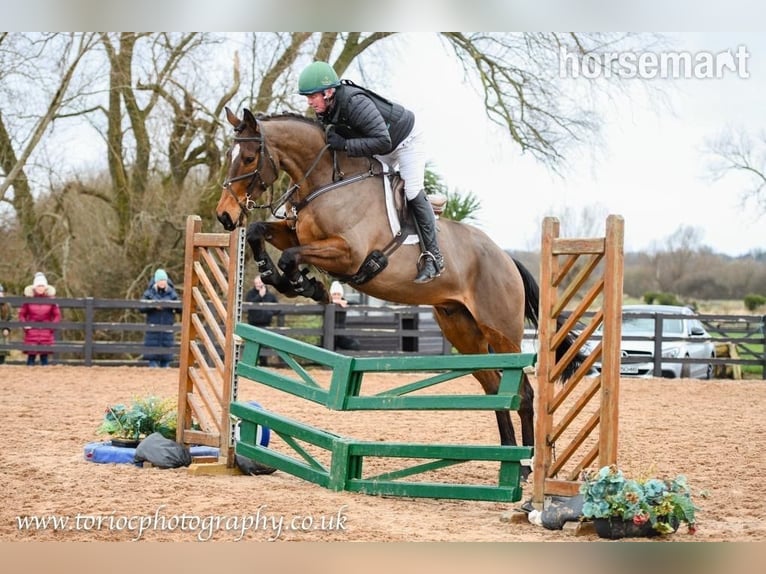 Irish Sport Horse Gelding 12 years 17,1 hh Bay in Castlewellen